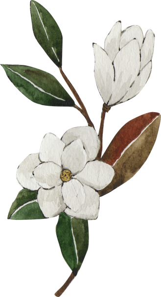 Watercolor Magnolia Flower Illustration